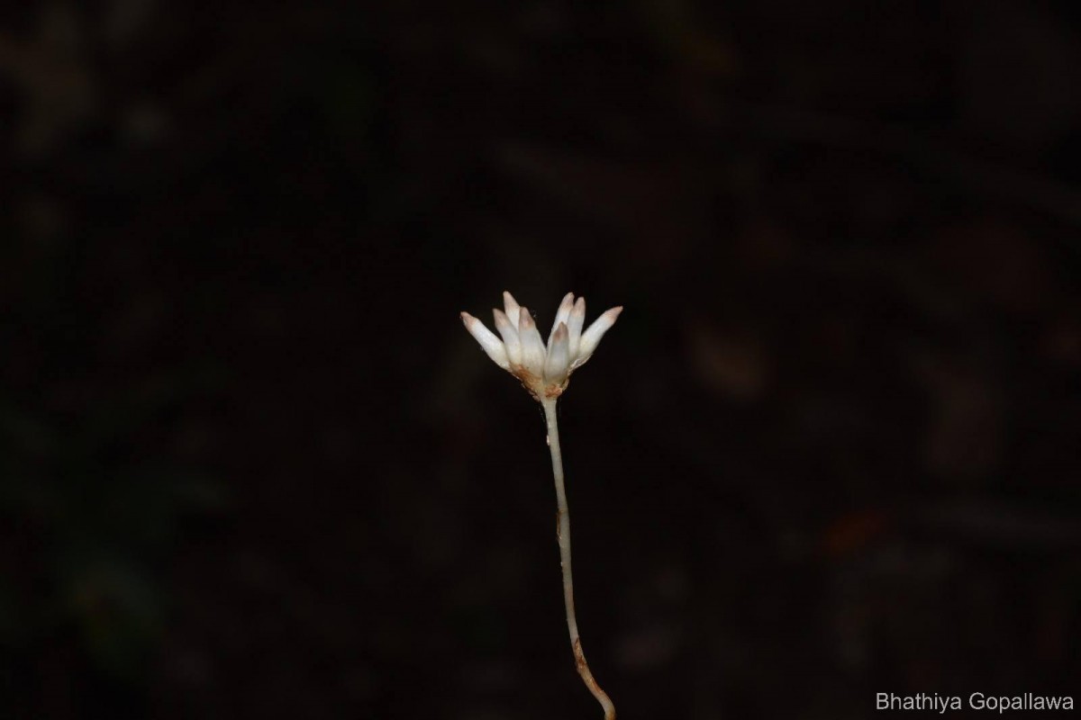 Campylosiphon championii (Thwaites) Xiao J.Li & D.X.Zhang